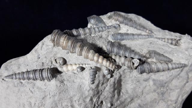 Turritella turris badensis SACCO 1895, Conus (Chelyconus) enzesfeldensis HOERNES & AUINGER 1879 - Bild © FossNet FossilienStore